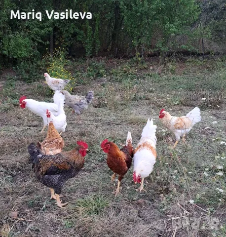 Продавам петли !