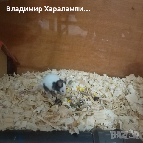 Подарявам китайски мишки панди, снимка 3 - Хамстери - 52458697