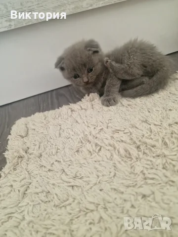 Клепоухи шотландки, снимка 8 - Британска късокосместа - 56071362
