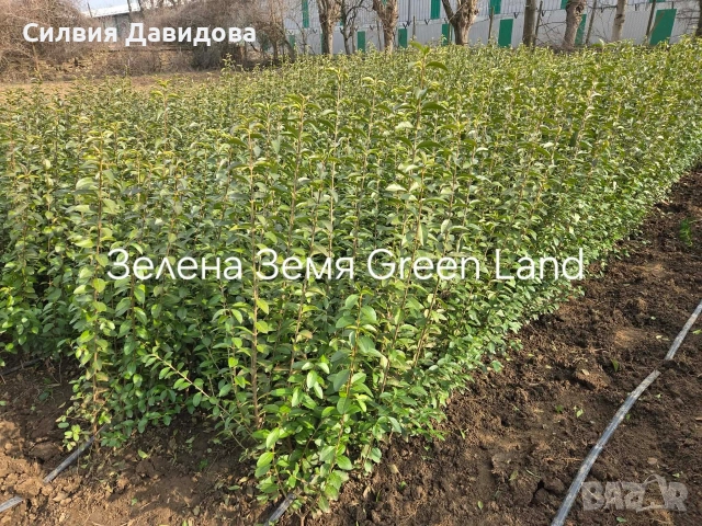 Лигуструм Овалифолиум за жив плет на гол корен