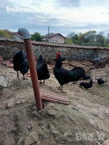 Петли Австролорп, снимка 4 - Кокошки и пуйки - 52185791