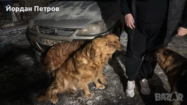 Голдън редривър , снимка 7 - Голдън ретривър - 53274440