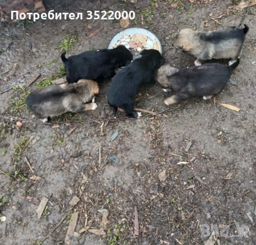 Подарявам кученца