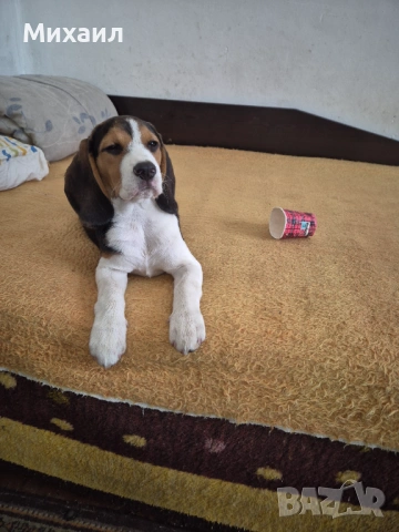 Продавам Бийгъл