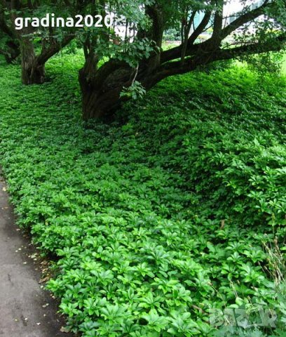 Pachysandra terminalis - Пахисандра, снимка 3 - Градински цветя и растения - 30390748