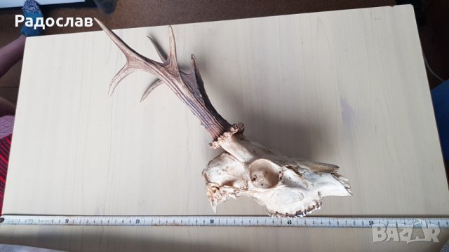 Продавам ловен трофей глава с рогата , снимка 4 - Екипировка - 27573164