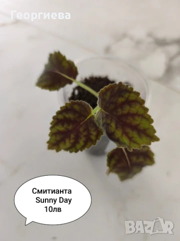 смитианта , снимка 2 - Стайни растения - 50959727