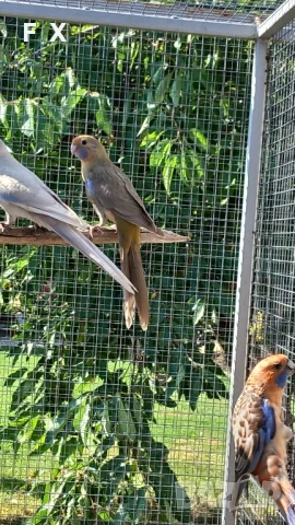 penantovi rozeli   , снимка 8 - Папагали - 51343821