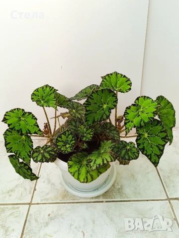 Хлорофитум, Бегония, Индрише Епипремнум , снимка 1