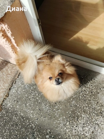 Померан мини шпиц, снимка 2 - Померан - 54225204