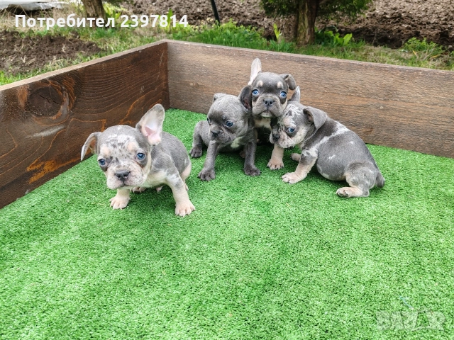 Френски булдог , снимка 4 - Френски булдог - 54012579