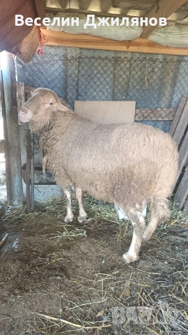 коч Лакон, снимка 2 - Овце - 54110252