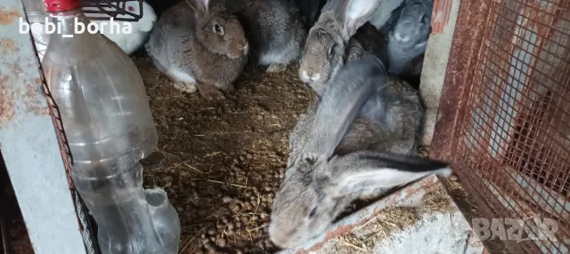 Зайци, снимка 2 - Други - 49785011