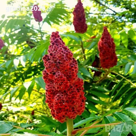 Рустифина, снимка 3 - Разсади - 50760367