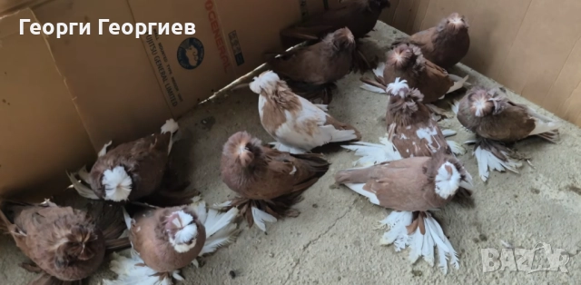 Гълъби бухари 