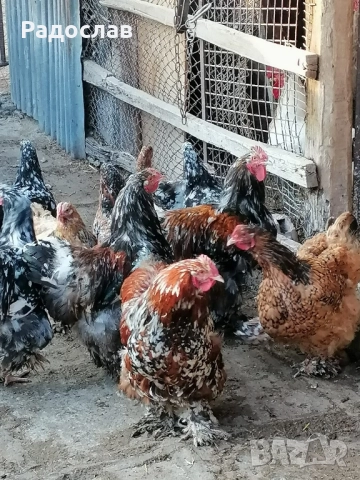 Кохин Стандарт кокошки и петли млади яйца,порцелан, мраморни, снимка 3 - Кокошки и пуйки - 52406347