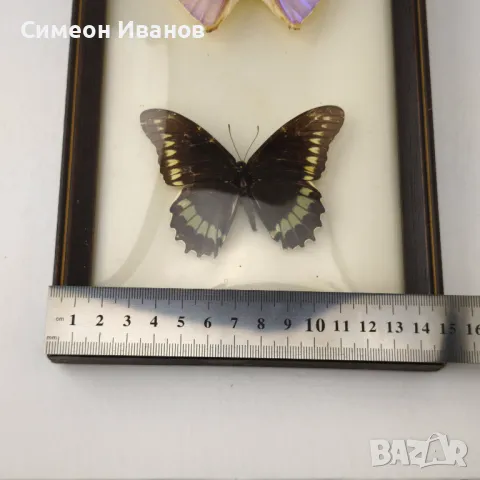 Препарирани пеперуди в рамка от Бразилия #5891, снимка 16 - Други ценни предмети - 50268046