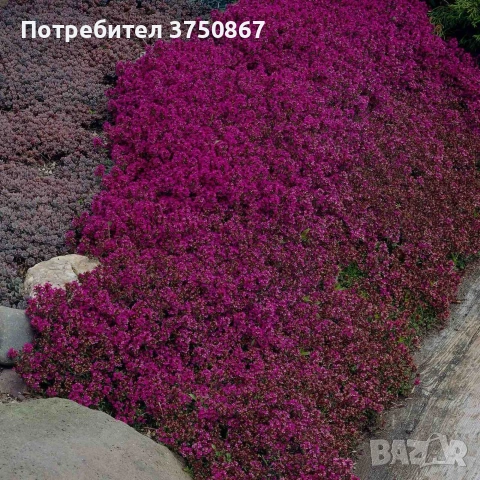 🌿💜 Thymus vulgaris ‘Purple Beauty’ / Пълзяща мащерка 