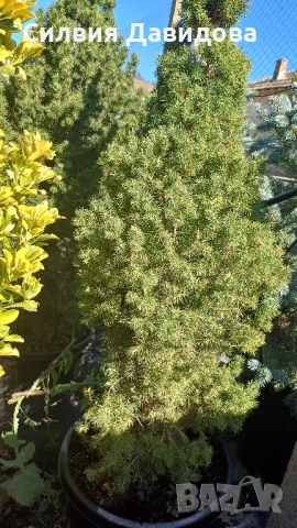 Смърч коника , снимка 4 - Градински цветя и растения - 52505478