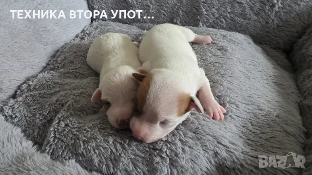 джак ръсел териер, снимка 10 - Джак ръсел териер - 56245930