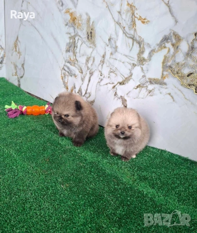 Померани със и без родословие, снимка 5 - Померан - 40676047