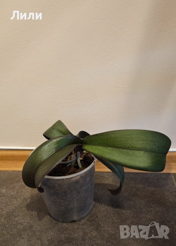 Орхидея фаленопсис Montpellier, снимка 2 - Стайни растения - 36037939