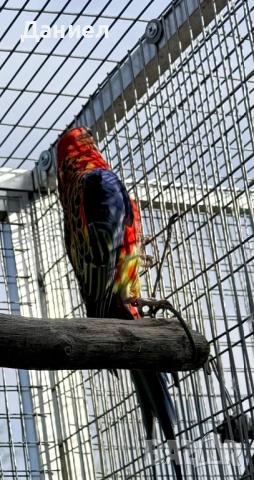 Розела, снимка 2 - Папагали - 54210661