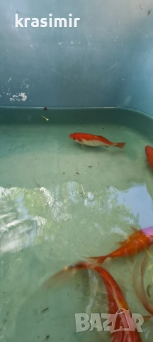 Езерни рибки комети, снимка 6 - Рибки - 51955813