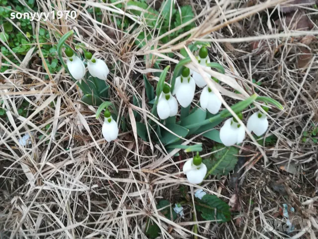 КОКИЧЕТА В САКСИЯ С ЛУКОВИЦИ И ПОЧВА 0402250814, снимка 12 - Градински цветя и растения - 48956050