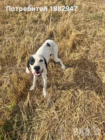 Английски пойнтер, снимка 4 - Пойнтер - 47344833