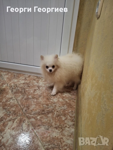 Две мини момченца на 77 дни със ваксини и паспор.Външно и вътрешно обезпаразитени., снимка 5 - Померан - 51720502