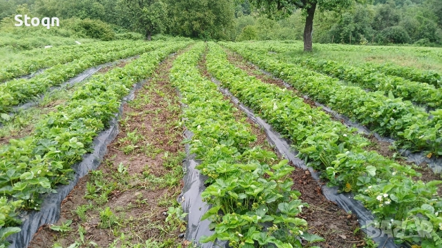 качествен разсад , снимка 2 - Разсади - 52070640