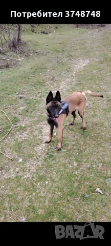 Белгийска малниоа 