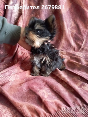 Мини йорки , снимка 3 - Йоркширски териер - 54171759