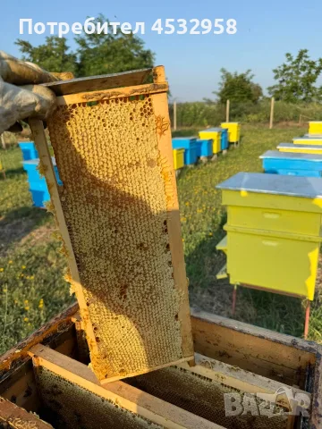 Пчелен мед, реколта 2026, букет, снимка 8 - Пчелни продукти - 56436855