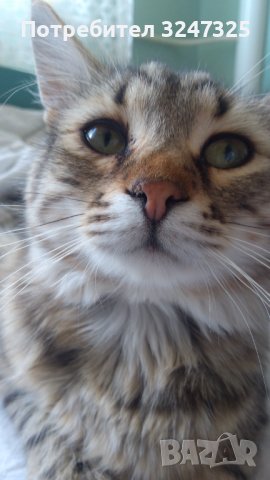 Руски СИБИРКИ невски маскарани, снимка 7 - Сибирски - 40239857