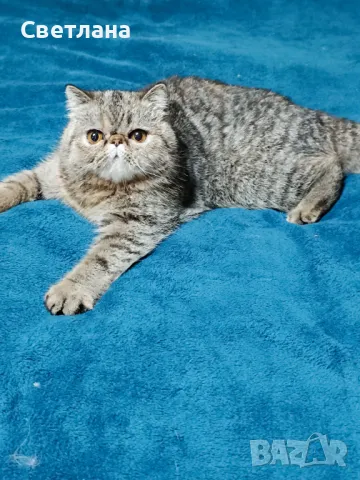 Екзотично късокосместо женско коте 🐈, снимка 13 - Персийска - 47058249