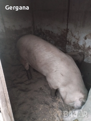 Продавам прасе