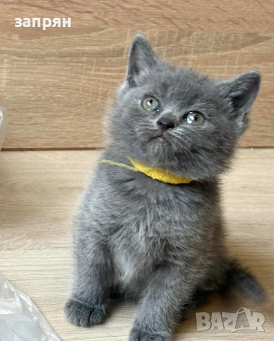британски котенца, снимка 6 - Британска късокосместа - 53327267