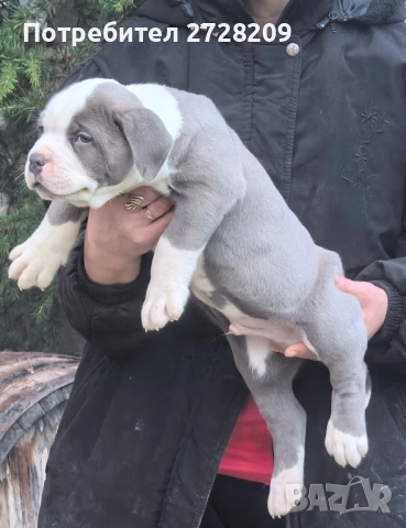 Американско Були Хл/American Bully XL , снимка 8 - Питбул - 52325603