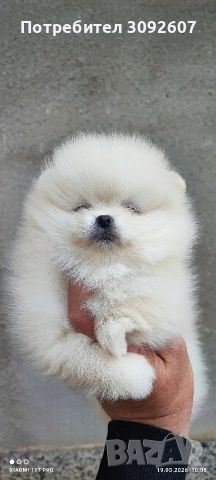 Померани момчета и момичета, снимка 6 - Померан - 53921119