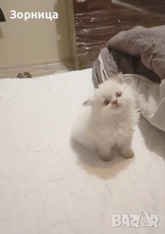 Британска сребърна чинчила , снимка 18 - Чинчили - 54337750