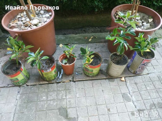 Японски чашкодрян, Euonymus japonicus, снимка 3 - Градински цветя и растения - 29283061