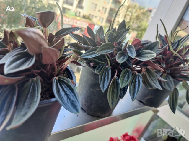 продавам Цветя Пеперомия – 4 налични саксии, снимка 7 - Стайни растения - 50805271