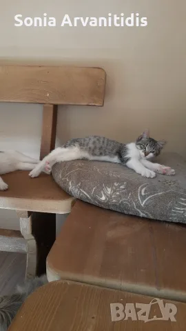 Котета 3 м. Родени 17.7