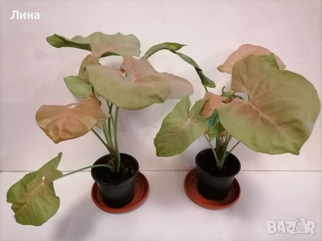 Сингониум розов/Syngonium podophyllum"Neon Robysta", снимка 2 - Стайни растения - 39796493