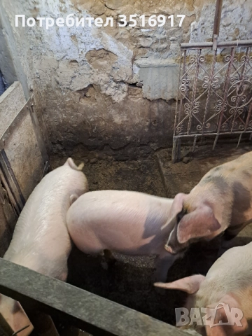 Продавам прасета 