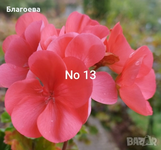 Комплект вкоренени резници Мушкато 5 бр - 5 цвята , снимка 2 - Стайни растения - 46905641