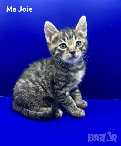 Подарявам коте котенце - страшна красотаааа!, снимка 1