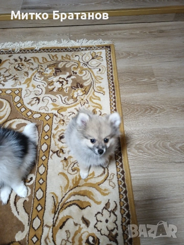 Продавам померани, снимка 8 - Померан - 52792953